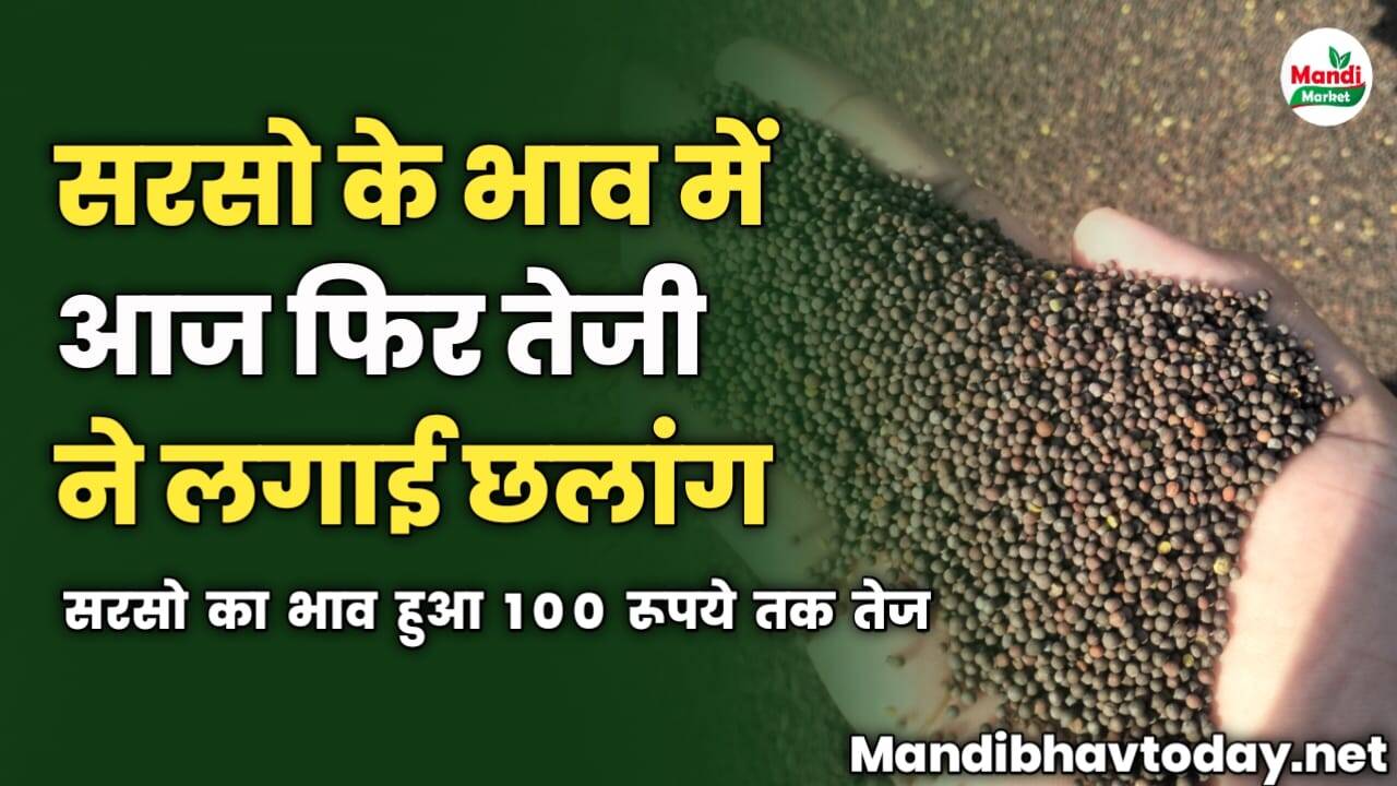 सरसो के भाव में आज फिर तेजी ने लगाई छलांग | सरसो का भाव हुआ 100 रूपये तक तेज