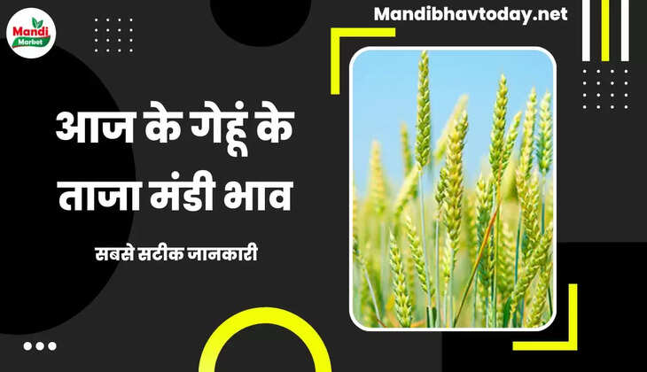 गेहूं आज भी तेज देखें आज के ताजा मंडी भाव | wheat kanak gehu Live Rate Today 05 june 2023  