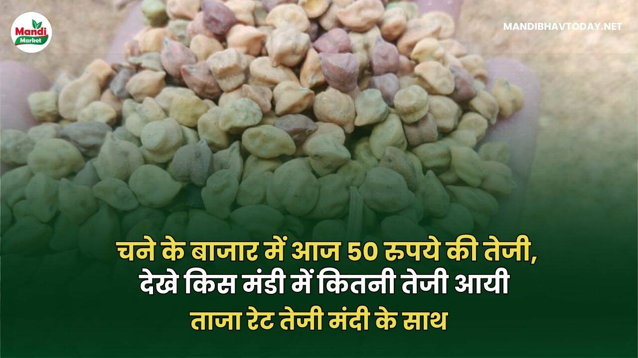चने के बाजार में आज 50 रुपये की तेजी | देखे किस मंडी में कितनी तेजी आयी । ताजा रेट तेजी मंदी के साथ