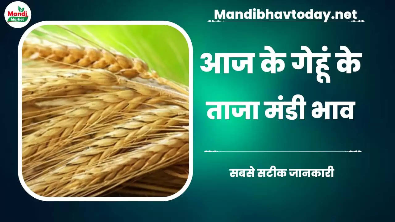 देखें आज के गेहूं/कनक के लाइव रेट wheat kanak gehu Live Rate Today 20 Feb 2023