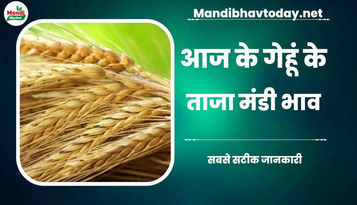  देखें आज के गेहूं/कनक के लाइव रेट wheat kanak gehu Live Rate Today 27 Feb 2023