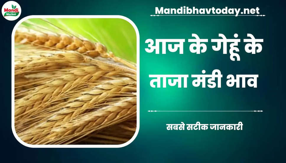  देखें आज के गेहूं/कनक के लाइव रेट wheat kanak gehu Live Rate Today 17 Mar 2023