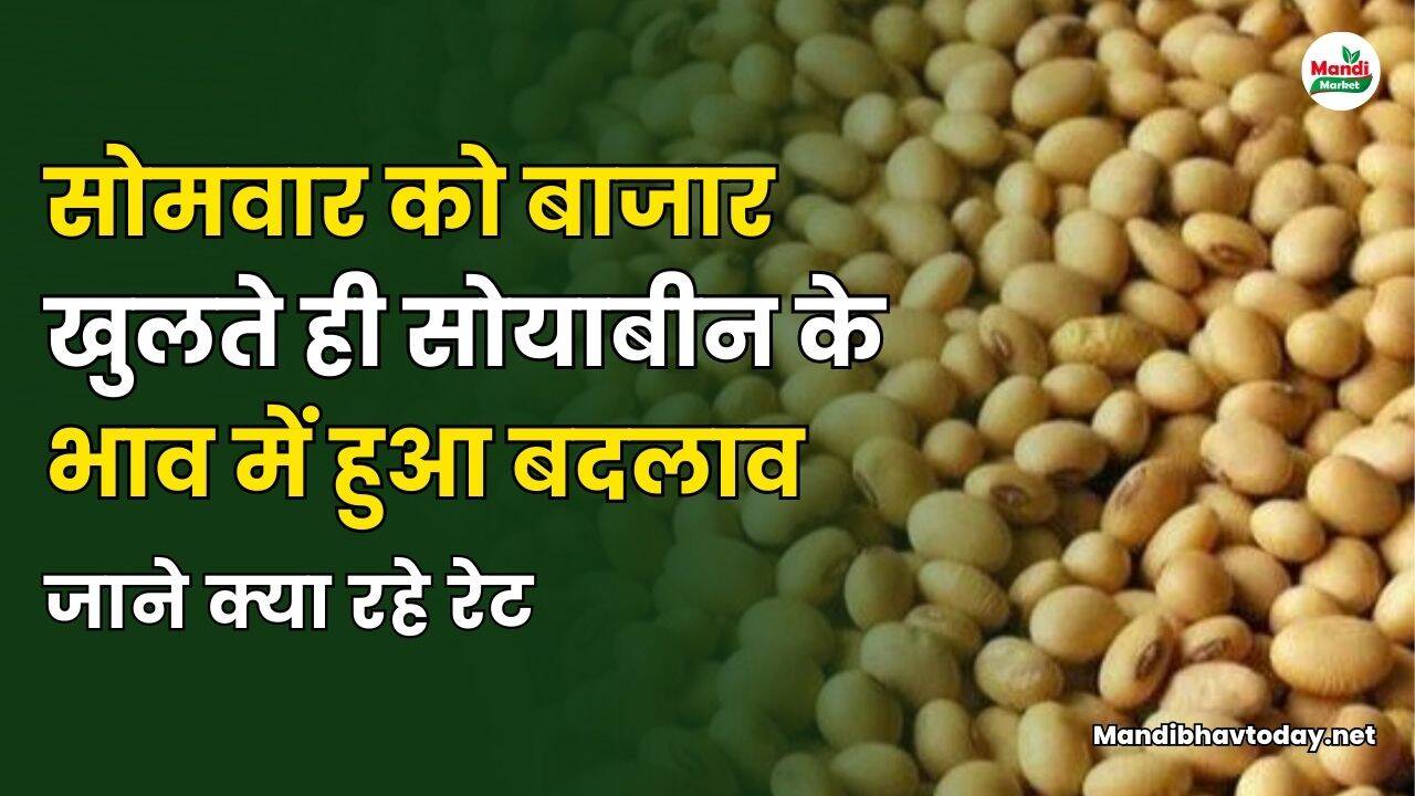 सोमवार को बाजार खुलते ही सोयाबीन के भाव में हुआ बदलाव | जाने क्या रहे रेट