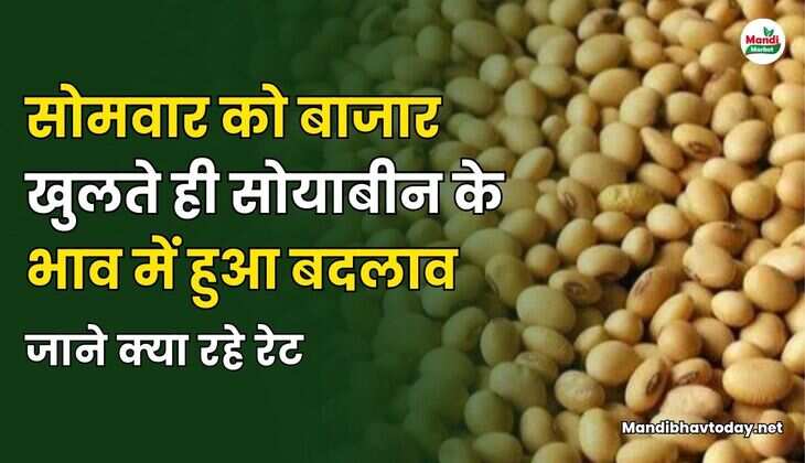 सोमवार को बाजार खुलते ही सोयाबीन के भाव में हुआ बदलाव | जाने क्या रहे रेट