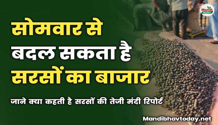 सोमवार से बदल सकता है सरसों का बाजार | जाने क्या कहती है सरसों की तेजी मंदी रिपोर्ट 