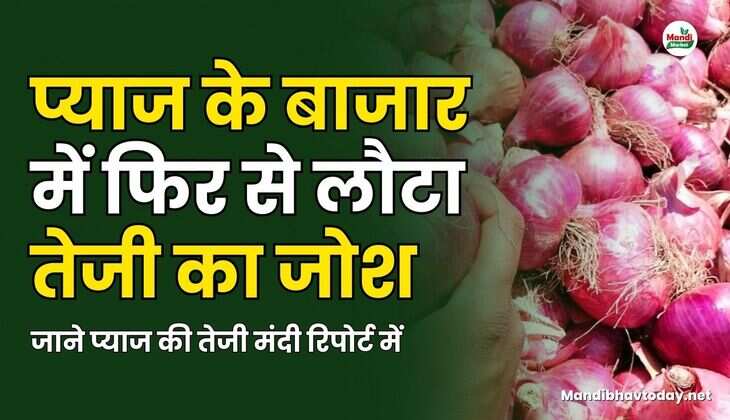 प्याज के बाजार में फिर से लौटा तेजी का जोश  | जाने प्याज की तेजी मंदी रिपोर्ट में