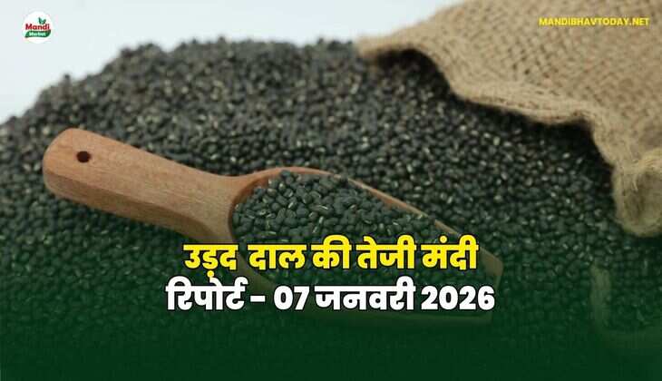 उड़द दाल की तेजी मंदी रिपोर्ट - 07  जनवरी 2026