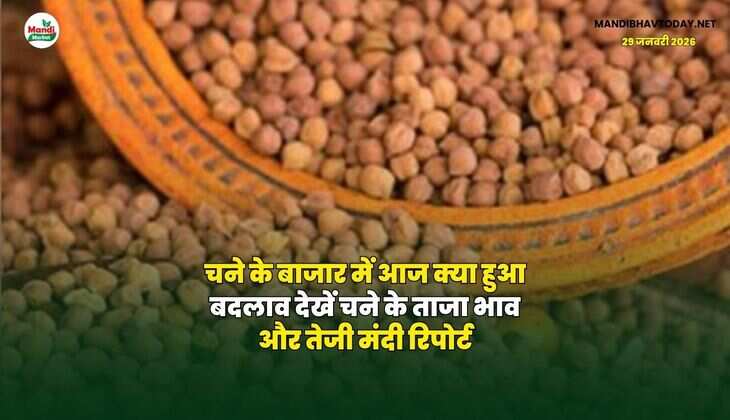 चने के बाजार में आज क्या हुआ बदलाव | देखें चने के ताजा भाव और तेजी मंदी रिपोर्ट