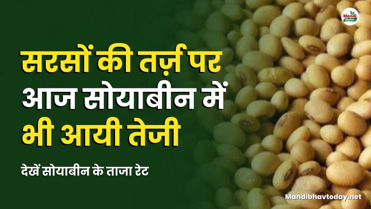 सरसों की तर्ज़ पर आज सोयाबीन में भी आयी तेजी | देखें सोयाबीन के ताजा रेट