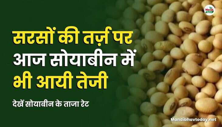 सरसों की तर्ज़ पर आज सोयाबीन में भी आयी तेजी | देखें सोयाबीन के ताजा रेट