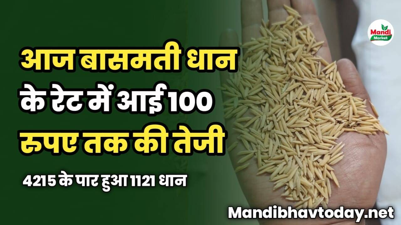 आज बासमती धान के रेट में आई 100 रु तक की तेजी | 4215 के पार हुआ 1121 धान | basmati rates with trend 03 Mar 2024
