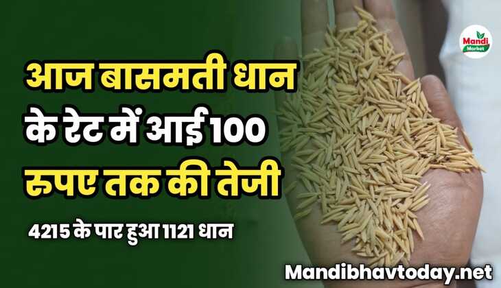 आज बासमती धान के रेट में आई 100 रु तक की तेजी | 4215 के पार हुआ 1121 धान  | basmati rates with trend 03 Mar 2024