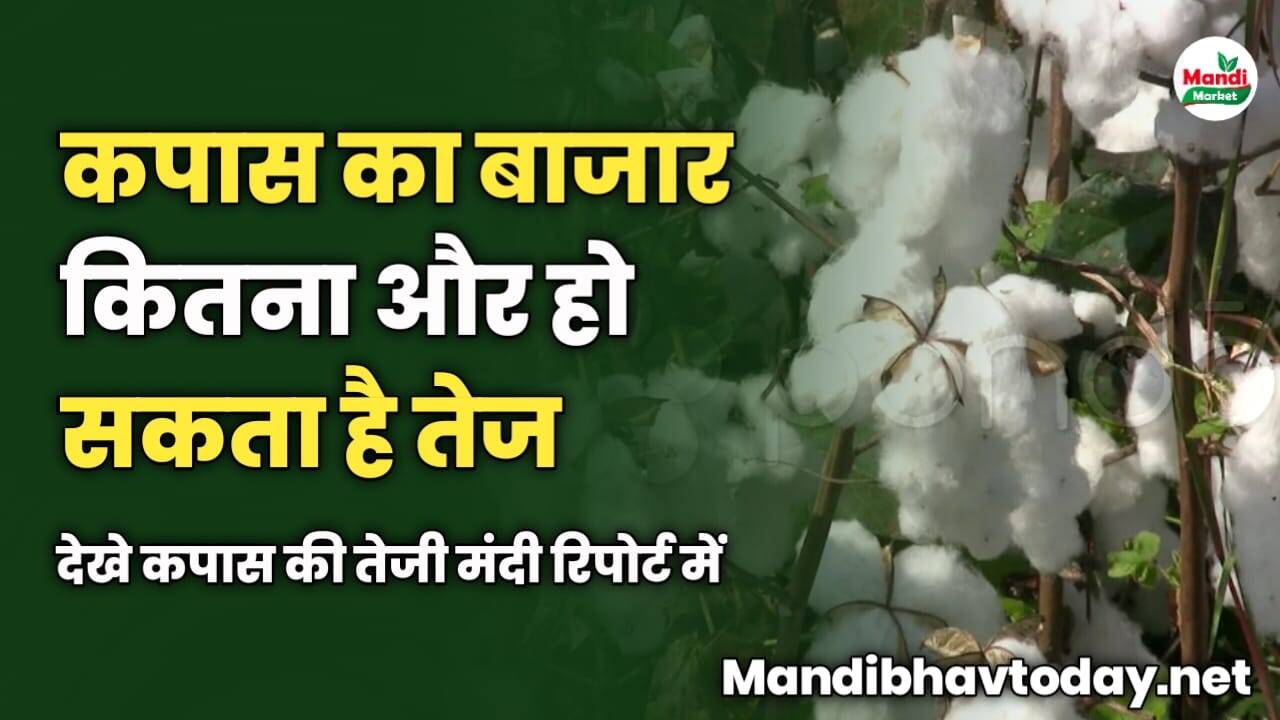 कपास के दामों में तेजी का रुख जारी, जाने और कितना तेज हो सकता है बाजार | देखे कपास की तेजी मंदी रिपोर्ट में