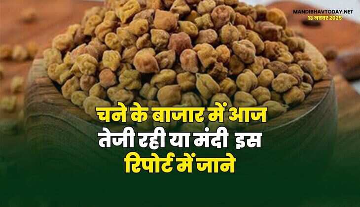 चने के बाजार में आज तेजी रही या मंदी | इस रिपोर्ट में जाने