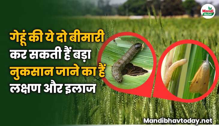गेहूं की ये दो बीमारी कर सकती हैं बड़ा नुकसान | जाने का हैं लक्षण और इलाज