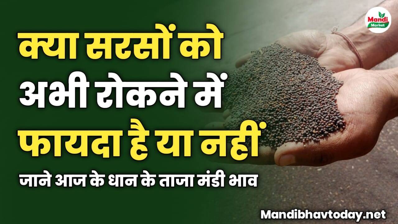 सरसों को रोकने में फायदा है या नहीं | जाने सरसों की तेजी मंदी रिपोर्ट में