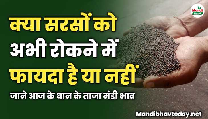 सरसों को रोकने में फायदा है या नहीं | जाने सरसों की तेजी मंदी रिपोर्ट में 