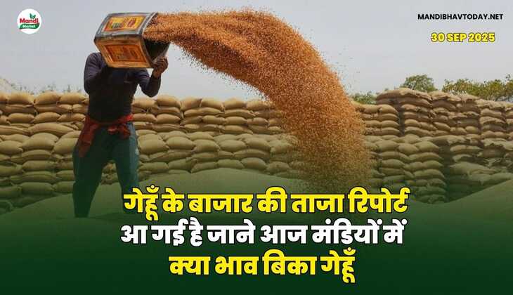 गेहूँ के बाजार की ताजा रिपोर्ट आ गई है | जाने आज मंडियों में क्या भाव बिका गेहूँ