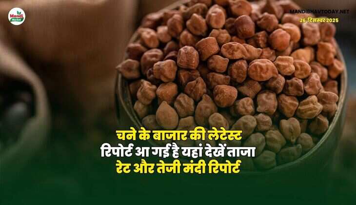 चने के बाजार की लेटेस्ट रिपोर्ट आ गई है | यहां देखें ताजा रेट और तेजी मंदी रिपोर्ट