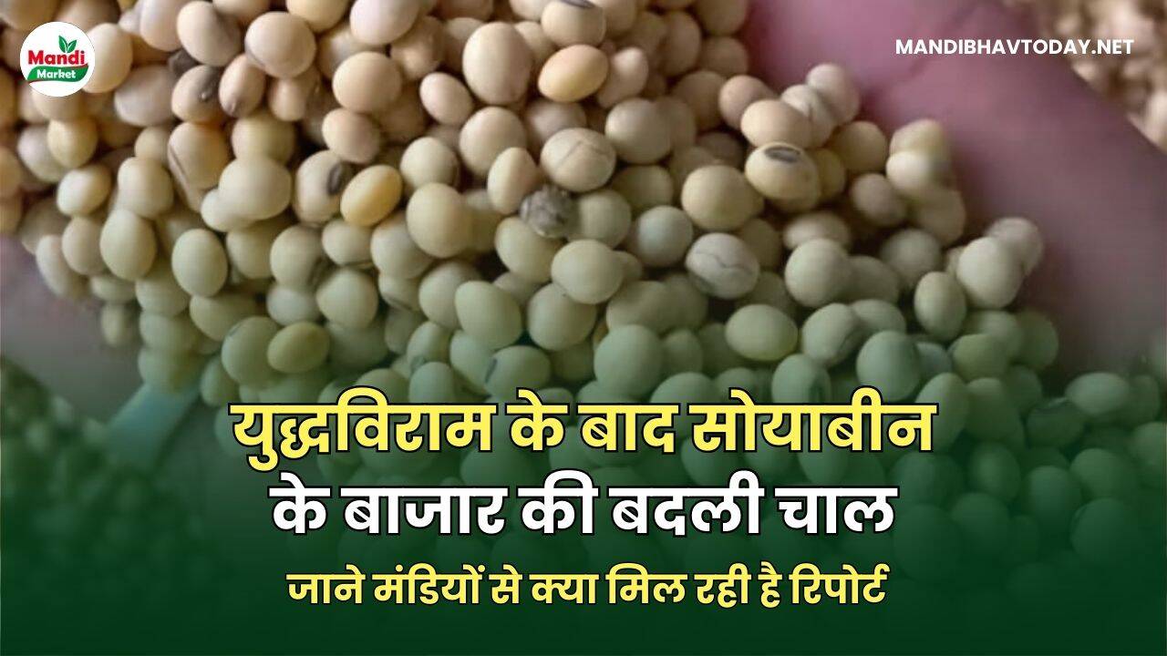 युद्धविराम के बाद सोयाबीन के बाजार की बदली चाल | जाने मंडियों से क्या मिल रही है रिपोर्ट