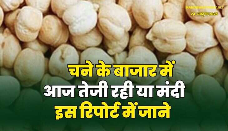चने के बाजार में आज तेजी रही या मंदी | इस रिपोर्ट में जाने