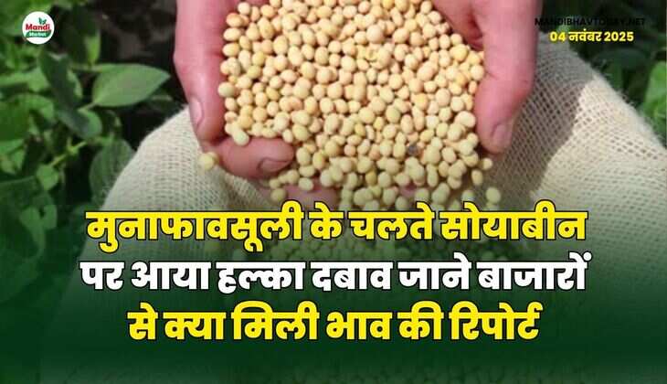 मुनाफावसूली के चलते सोयाबीन पर आया हल्का दबाव | जाने बाजारों से क्या मिली भाव की रिपोर्ट