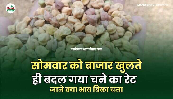 सोमवार को बाजार खुलते ही बदल गया चने का रेट | जाने क्या भाव बिका चना