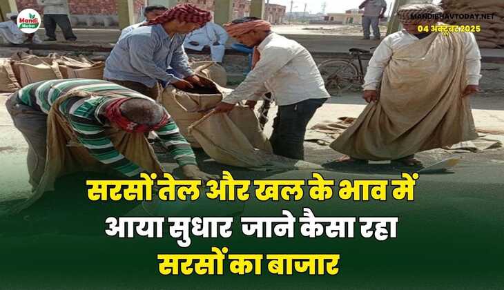 सरसों तेल और खल के भाव में आया सुधार | जाने कैसा रहा सरसों का बाजार