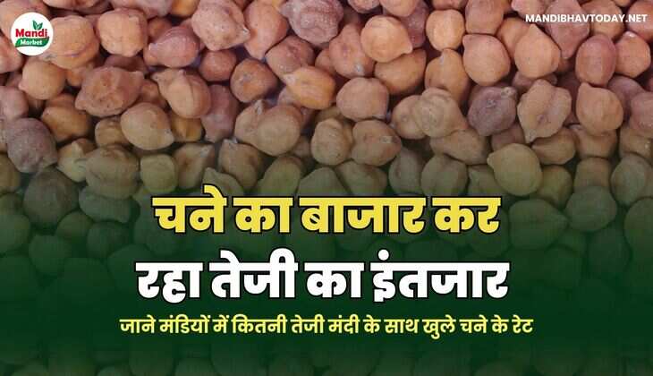  चने के रेट
