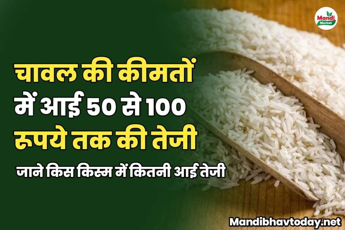 चावल की कीमतों में आई 50 से 100 रूपये तक की तेजी | जाने किस किस्म में कितनी आई तेजी