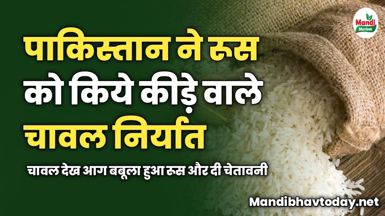 पाकिस्तान ने रूस को किये कीड़े वाले चावल निर्यात | चावल देख आग बबूला हुआ रूस और दी चेतावनी