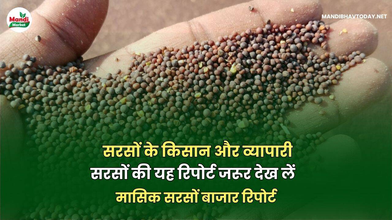 मासिक सरसों बाजार रिपोर्ट