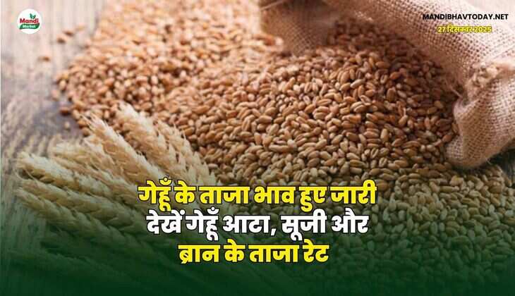 गेहूँ के ताजा भाव हुए जारी | देखें गेहूँ आटा, सूजी और ब्रान के ताजा रेट