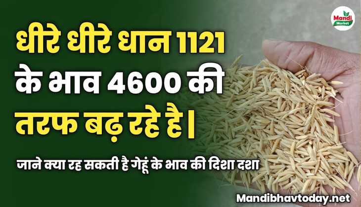 धीरे धीरे धान 1121 के भाव 4600 की तरफ बढ़ रहे है | जाने आज के धान के ताजा मंडी भाव 