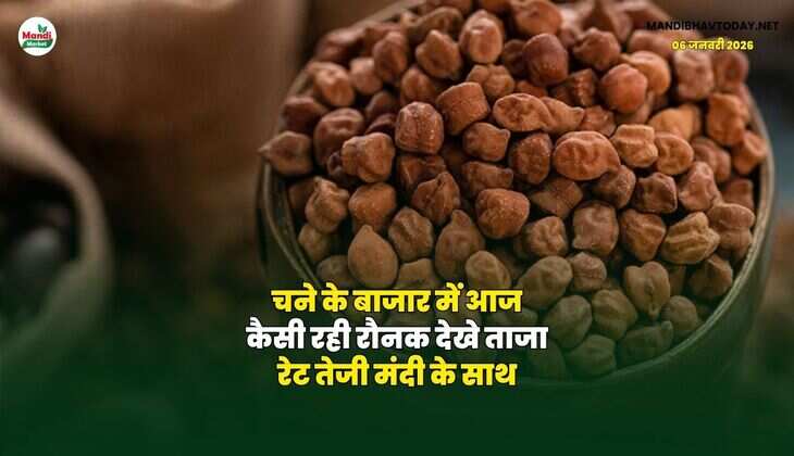 चने के बाजार में आज कैसी रही रौनक | देखे ताजा रेट तेजी मंदी के साथ