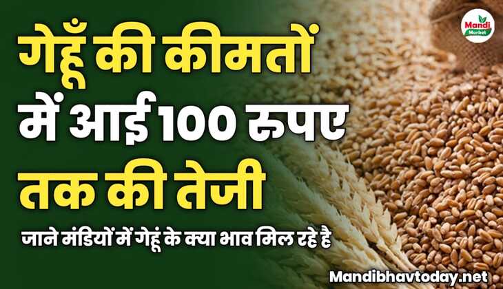 गेहूँ की कीमतों में आई 100 रुपए तक की तेजी | जाने मंडियों में गेहूं के क्या भाव मिल रहे है 