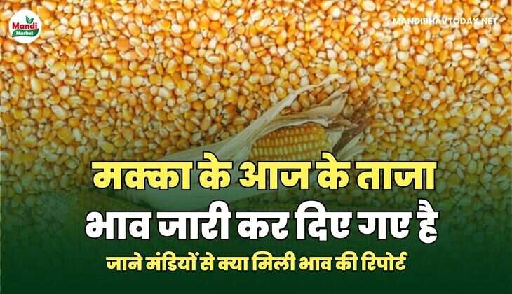 मक्का के आज के ताजा भाव जारी कर दिए गए है | जाने मंडियों से क्या मिली भाव की रिपोर्ट