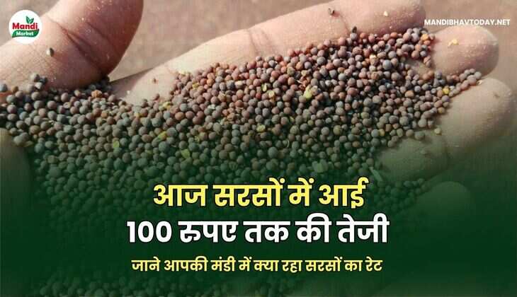 आज सरसों में आई 100 रुपए तक की तेजी | जाने आपकी मंडी में क्या रहा सरसों का रेट