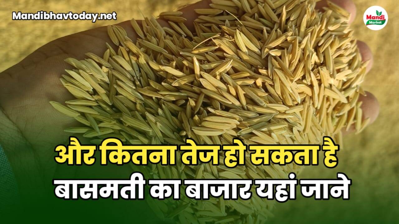 बासमती