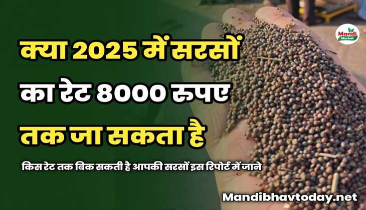 क्या 2025 में सरसों का रेट 8000 तक जा सकता है | किस रेट तक बिक सकती है आपकी सरसों इस रिपोर्ट में जाने