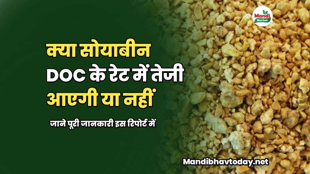 क्या सोयाबीन DOC के रेट में तेजी आएगी या नहीं | जाने पूरी जानकारी इस रिपोर्ट में 
