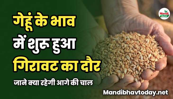 गेहूं के भाव में शुरू हुआ गिरावट का दौर | जाने क्या रहेगी आगे की चाल 