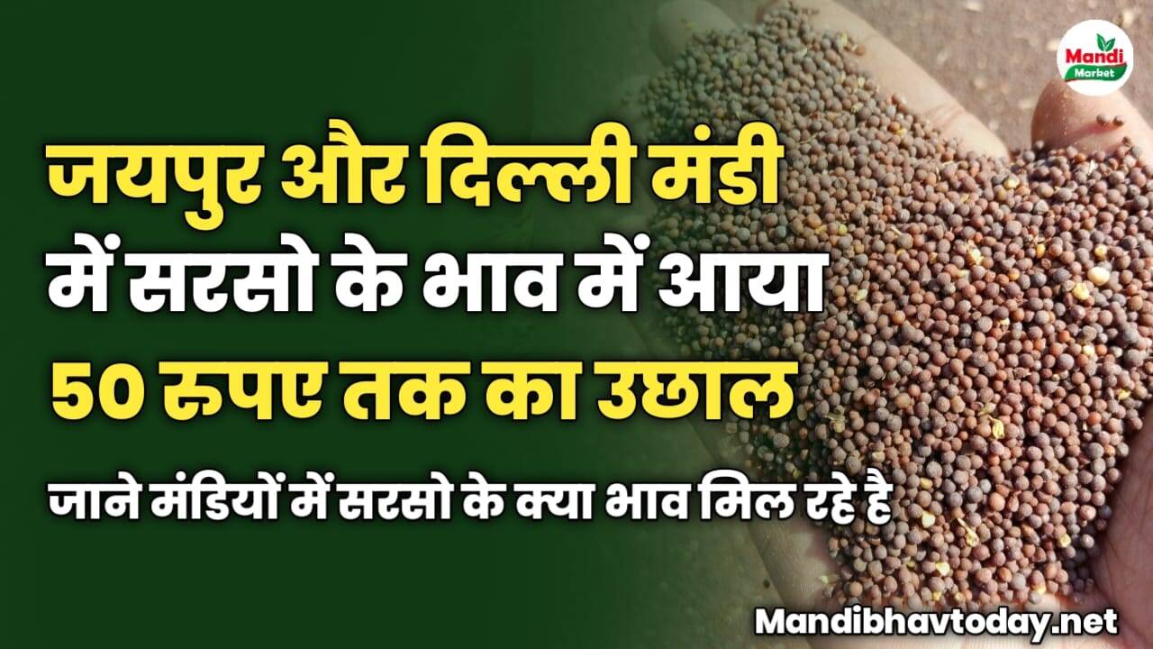 आज जयपुर और दिल्ली मंडी में सरसो के भाव में आया 50 रुपए तक का उछाल | जाने मंडियों में सरसो के क्या भाव मिल रहे है
