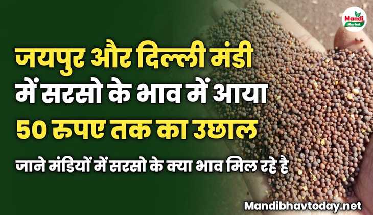 आज जयपुर और दिल्ली मंडी में सरसो के भाव में आया 50 रुपए तक का उछाल | जाने मंडियों में सरसो के क्या भाव मिल रहे है 