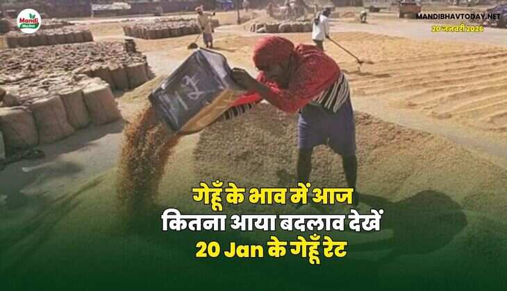 गेहूँ के भाव में आज कितना आया बदलाव | देखें 20 Jan के गेहूँ रेट