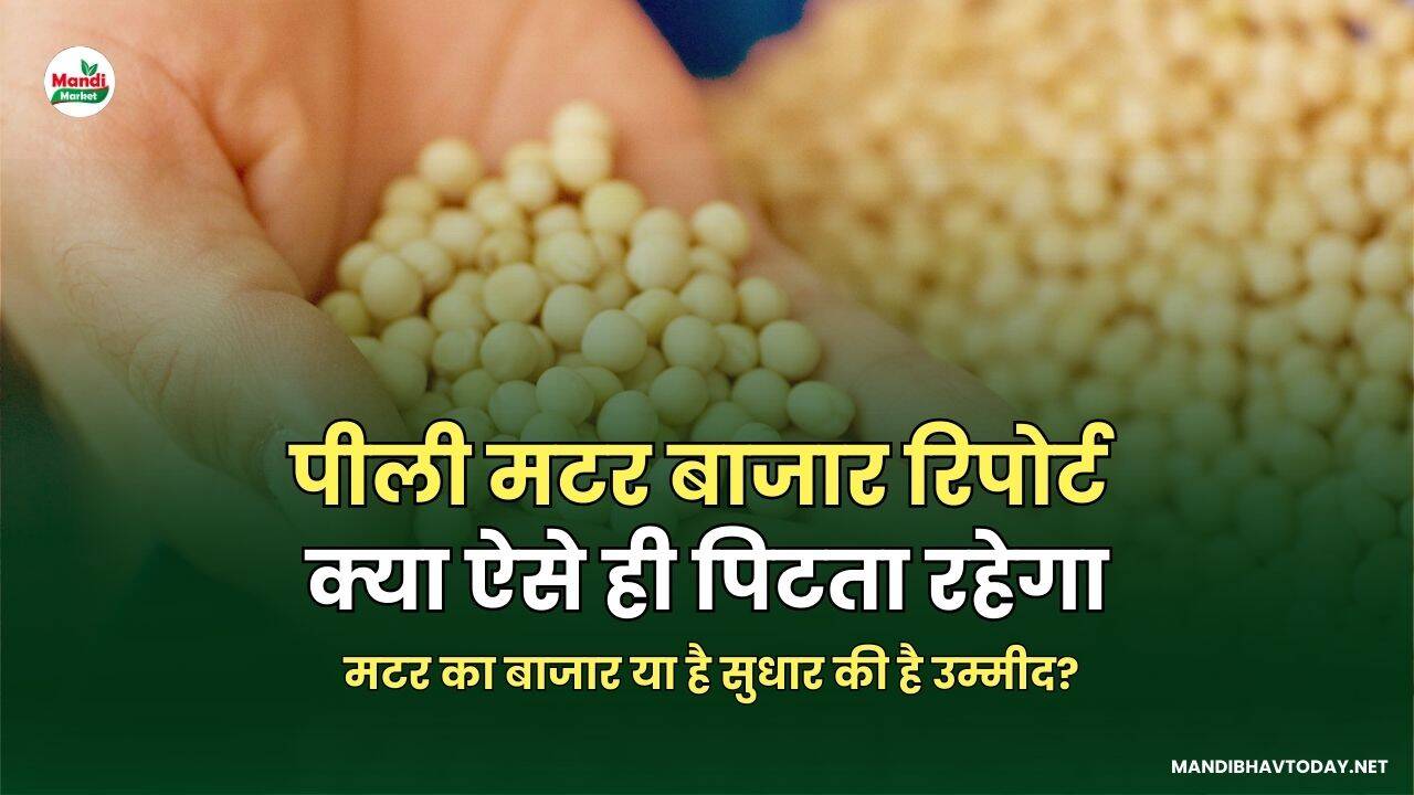  मटर का बाजार या है सुधार की है उम्मीद?