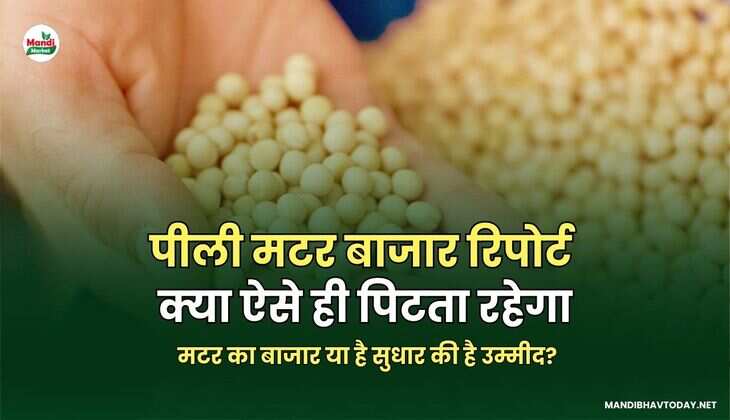  मटर का बाजार या है सुधार की है उम्मीद?