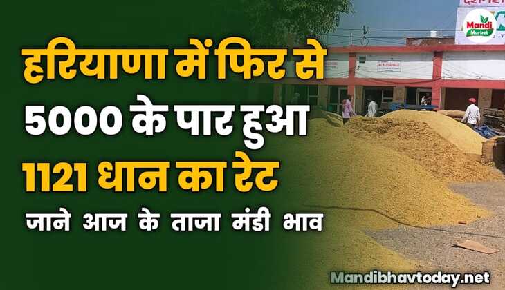 हरियाणा में फिर से 5000 के पार हुआ 1121 धान का रेट | जाने आज के ताजा मंडी भाव