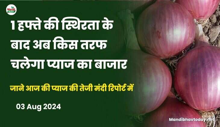 1 हफ्ते की स्थिरता के बाद अब किस तरफ चलेगा प्याज का बाजार | जाने आज की प्याज की तेजी मंदी रिपोर्ट में