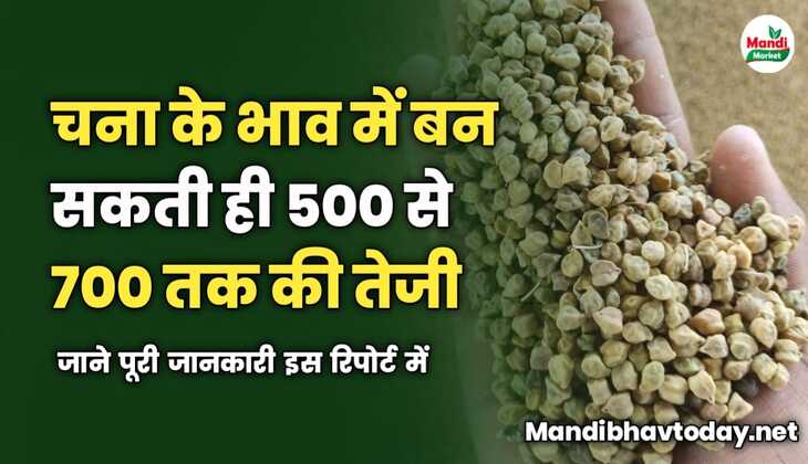 चना के भाव में बन सकती ही 500 से 700 तक की तेजी | जाने पूरी जानकारी इस रिपोर्ट में 